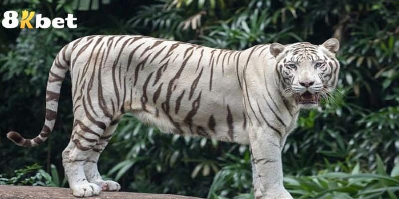 Mơ Thấy Cọp - Linh Vật Dũng Mãnh Có Điềm Báo Tốt