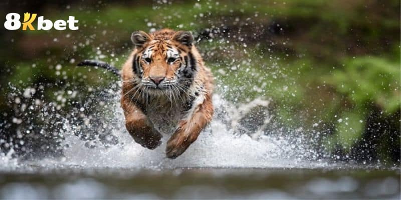 Mơ thấy cọp là điềm báo có ý nghĩa lớn về tâm linh