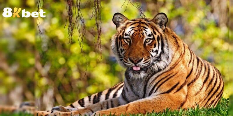 Mỗi giấc mơ sẽ gắn liền cùng con số may mắn