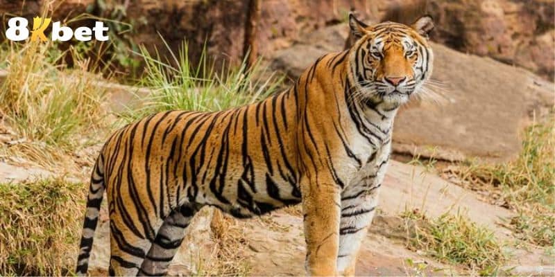 Các cách nuôi số hiệu quả ngay khi gặp cọp trong mơ