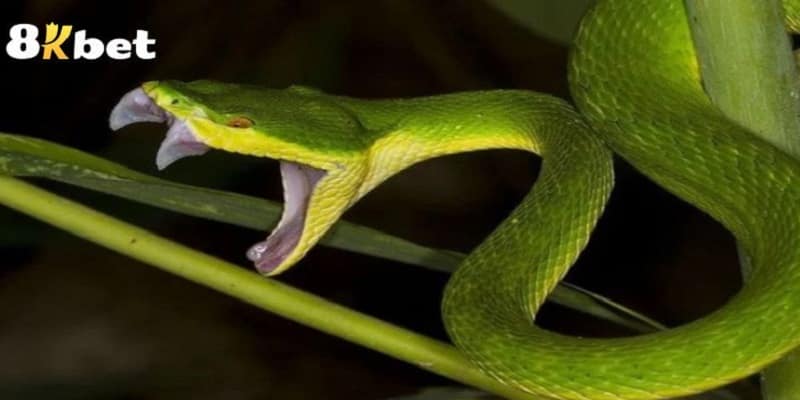 Mơ Thấy Rắn - Điềm Báo Bí Ẩn Và Con Số Khả Quan Để Thắng Lớn