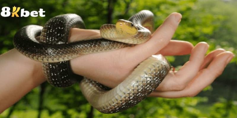 Những góc nhìn để đánh giá giấc mơ thấy rắn