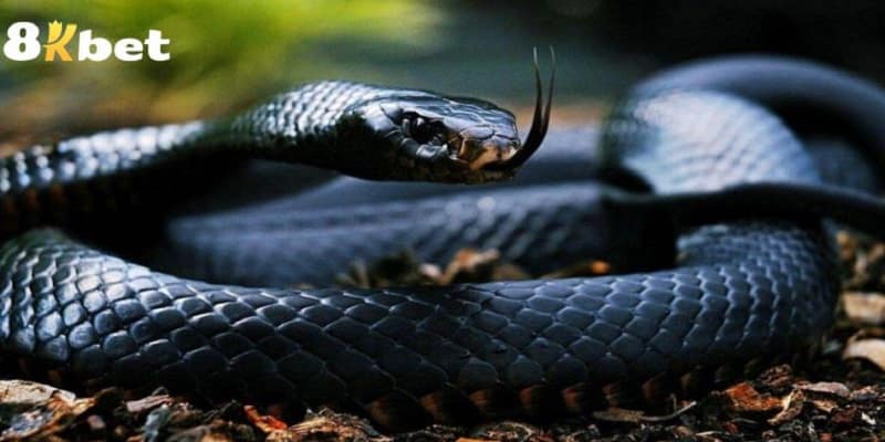 Rắn cũng có thể dự báo điềm lành cho bạn